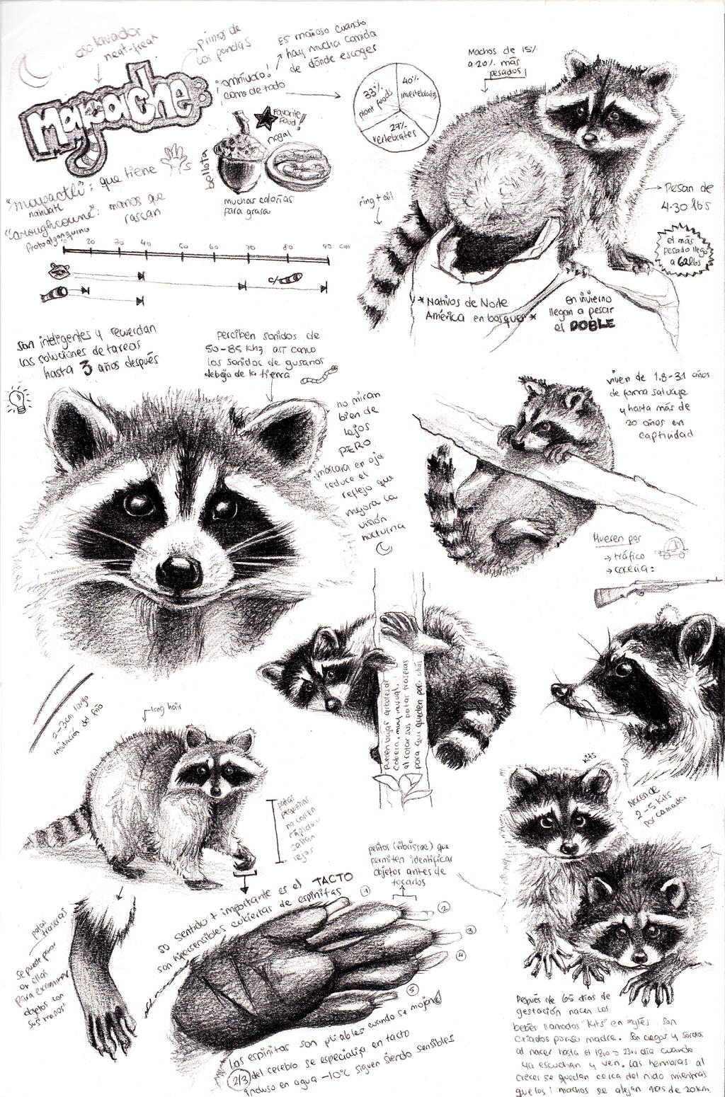 Deviantart Racoon Racoon Studies by twinkletinker on DeviantArt