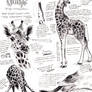 Giraffe Studies 01