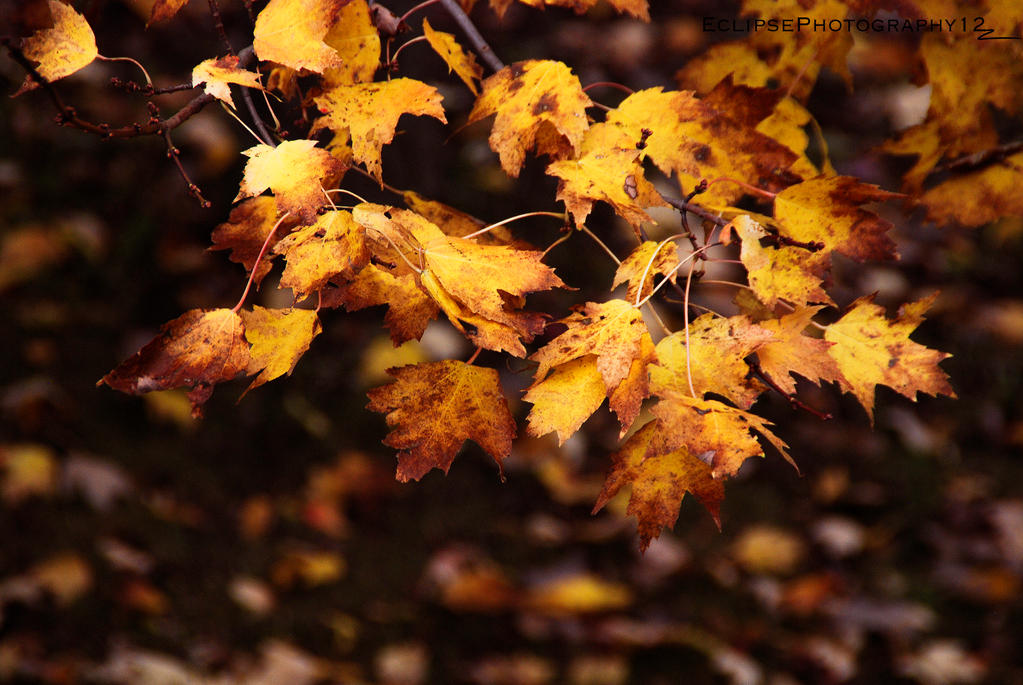 Leaves! :D by EclipsePhotography12