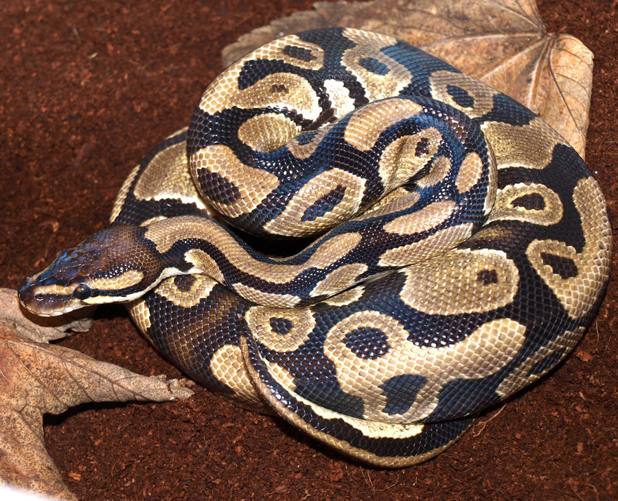 Standarda Royal Python Royal python by maney89 on DeviantArt