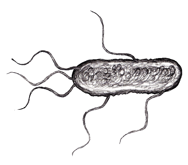 Escherichia coli (/ˌɛʃəˈrɪkiə ˈkoʊlaɪ/), also known as e. 