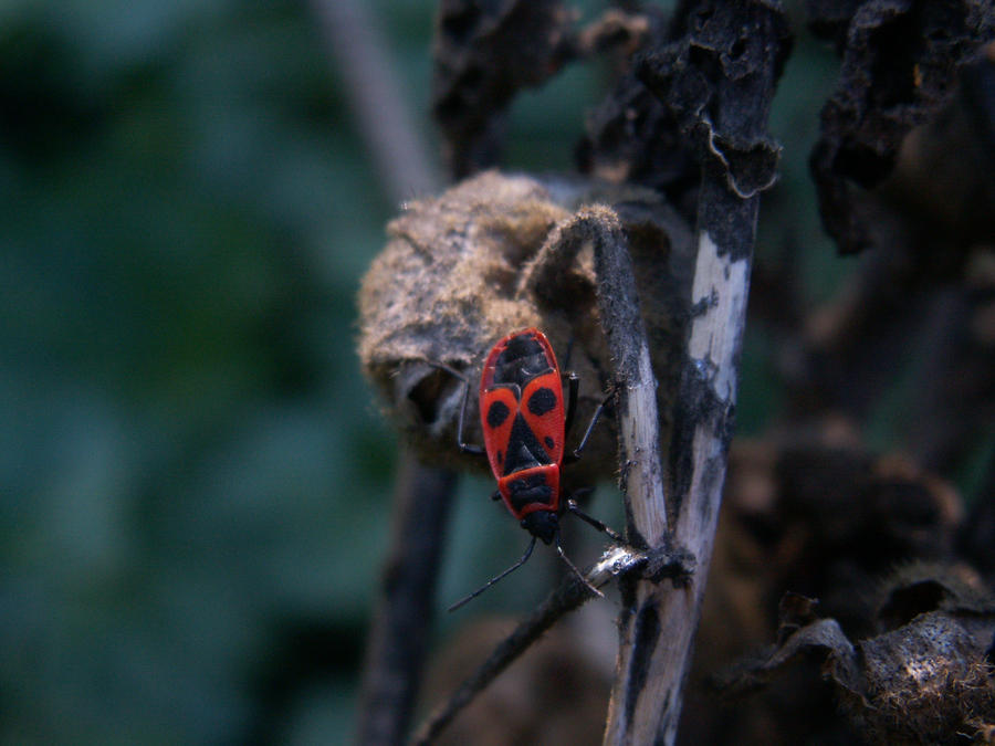 Firebug by KingsOfEvilArt on DeviantArt
