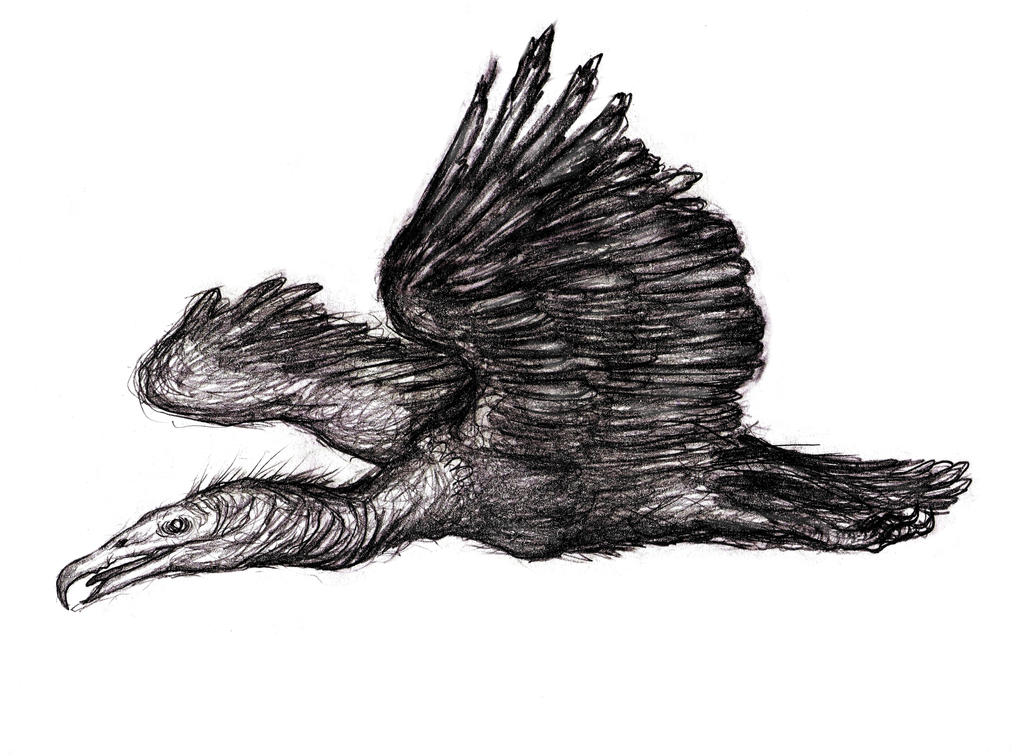 Roc, Rukh, Monstrous Bird by KingsOfEvilArt on DeviantArt