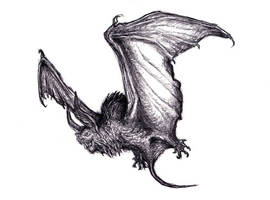 Vampire Bat, Various