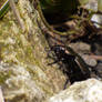 Carabus Cancellatus