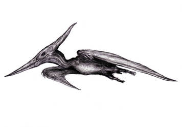 Mokele-mbembe by PibbiesWorld on DeviantArt