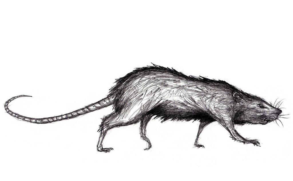 Grotesque Rat Drawing Monstrous Rat, Various by KingsOfEvilArt on DeviantArt