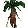 Mandrake II