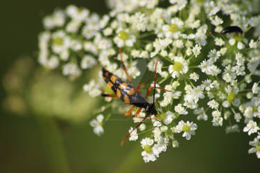 Strangalia attenuata