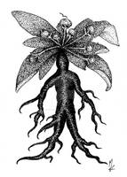 Mandrake