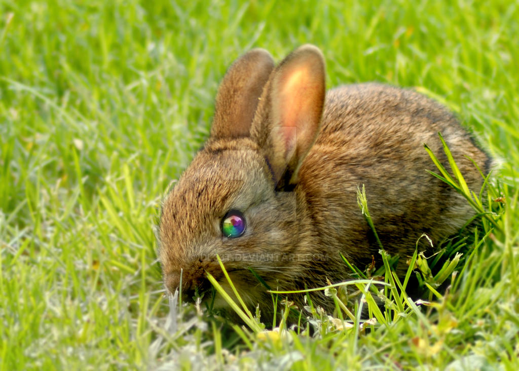 Rainbow eyed rabbit by dl33t on DeviantArt