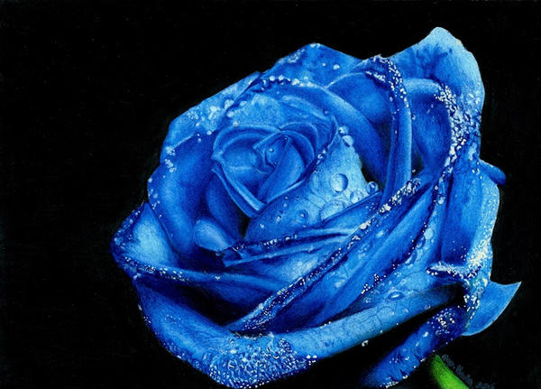 Blue Rose by martakazik