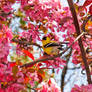 Golden Finch