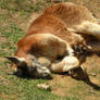 Kangaroo at the Tulsa Zoo