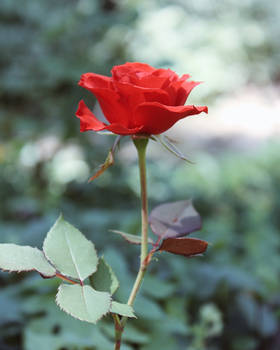 Red Rose