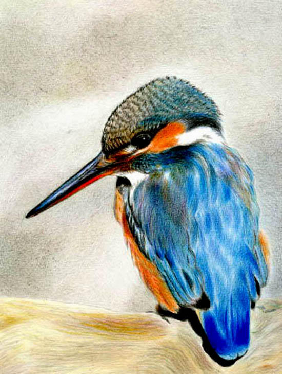 Kingfisher_c