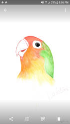 Lovebird