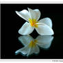 Plumeria