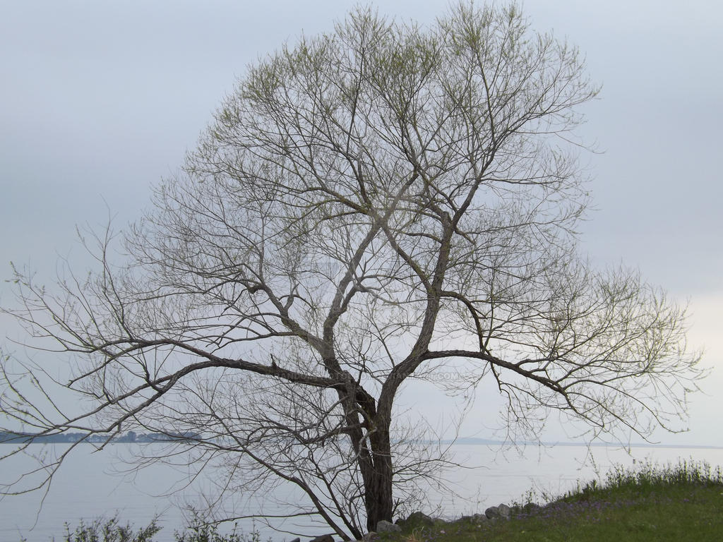 Proggy Tree Twiggy Tree by RandomPhotoLady on DeviantArt