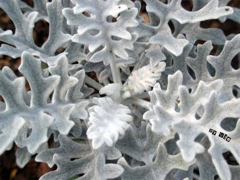 Dusty Miller