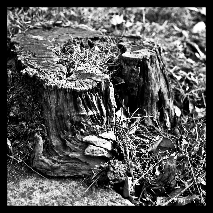 Stump