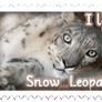 I love snow leopards stamp