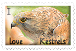 I love Kestrels stamp by Nameda