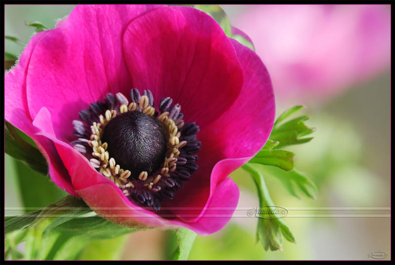 Poppy Anemone by Nameda