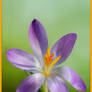 Crocus tommasinianus