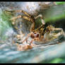 Funnel Web Spider