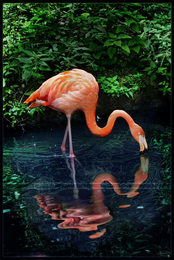 American beauty or Carribean flamingo by Nameda