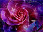 A rose for Krsna or Galaxy Rose