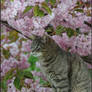 Cherry blossom cat