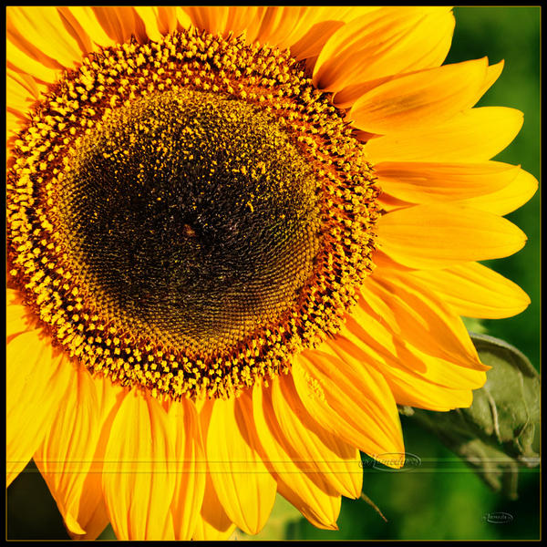 Sundown by Nameda Sundown by Nameda