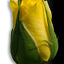 yellow rose tube by Nameda