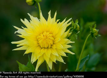 Yellow chrysanthemum stock by Nameda