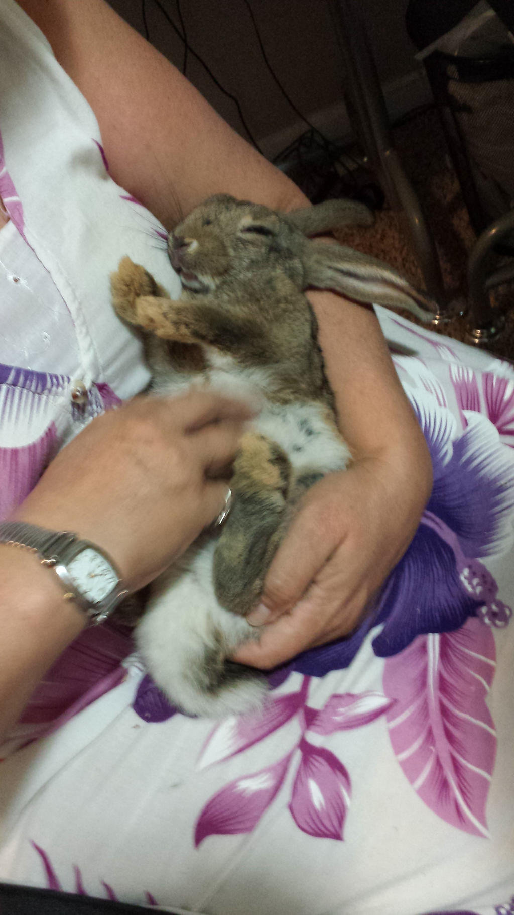 Sleeping bunny 2