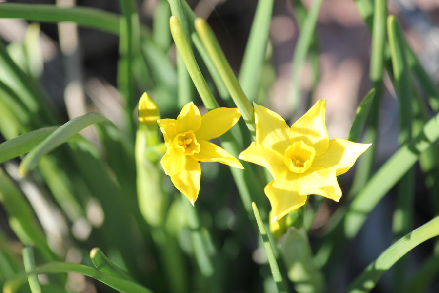 Tiny Daffodils