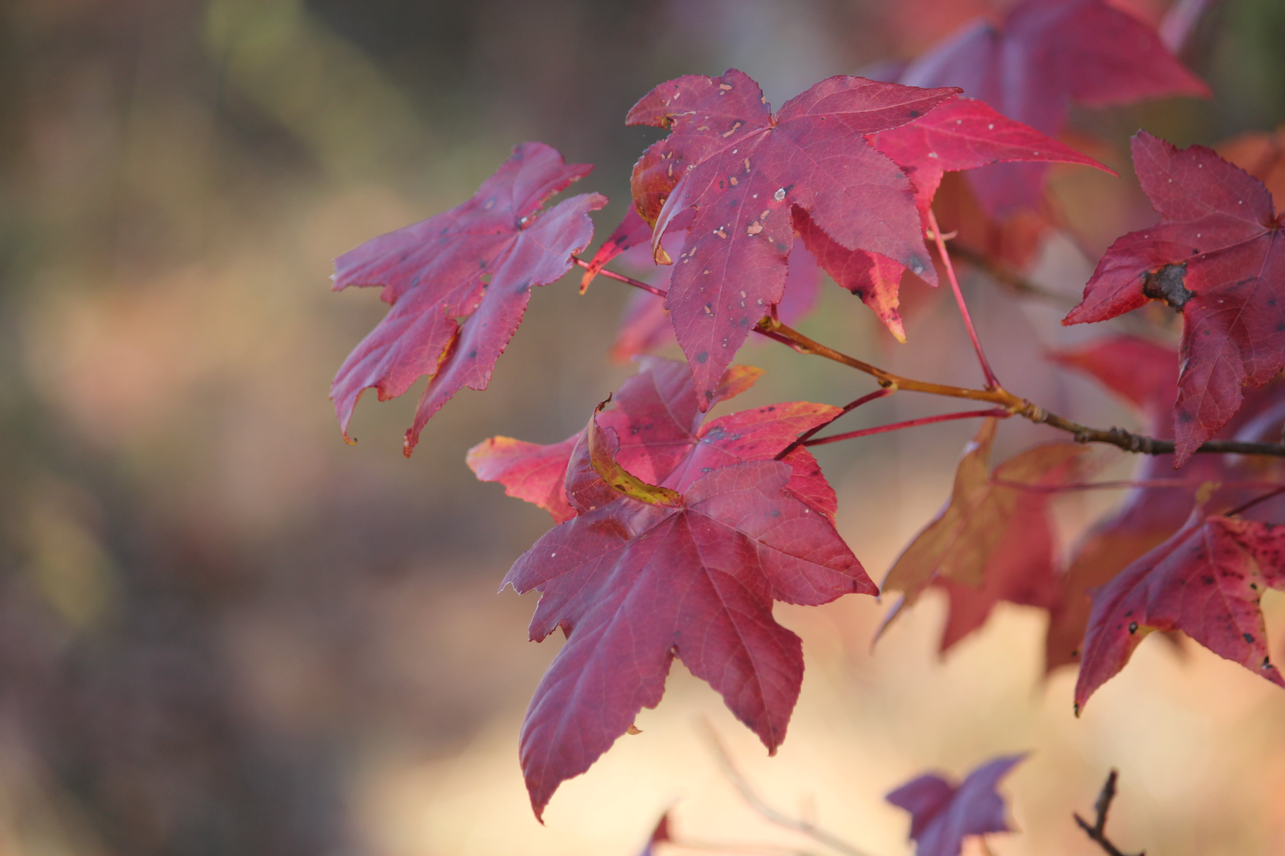 Burgundy Leaves