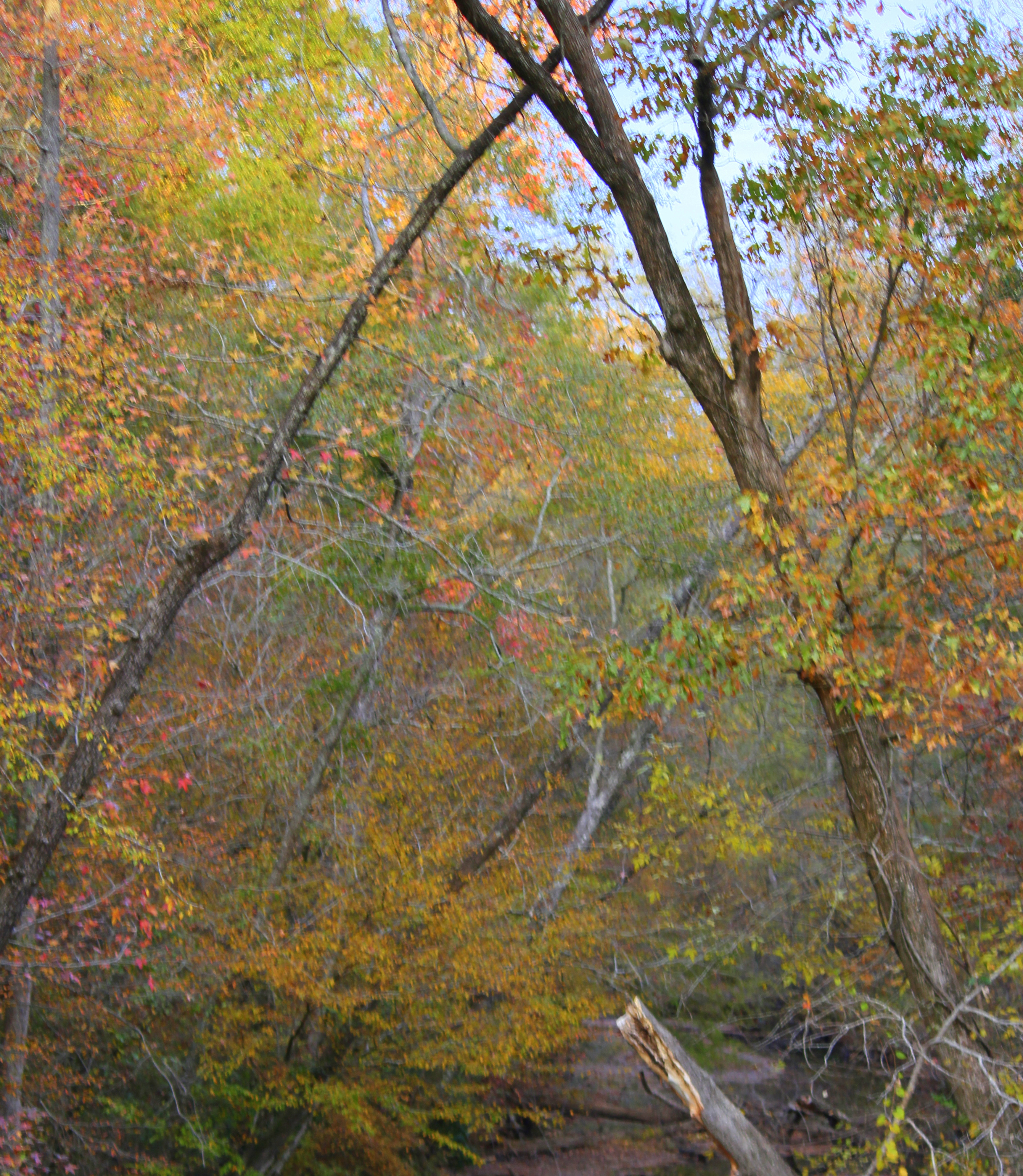 Foliage over Halawaka Creek