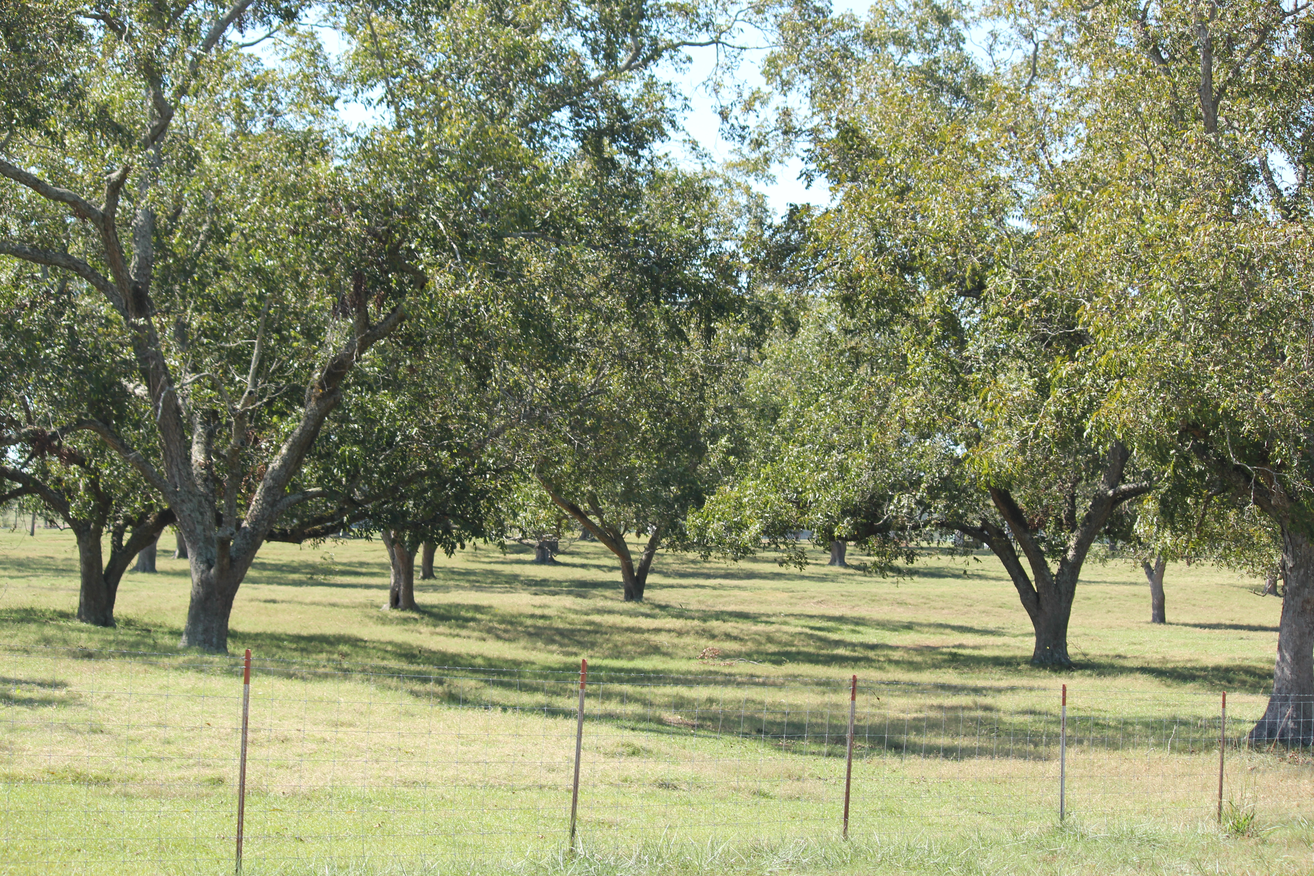 Pretty Orchard