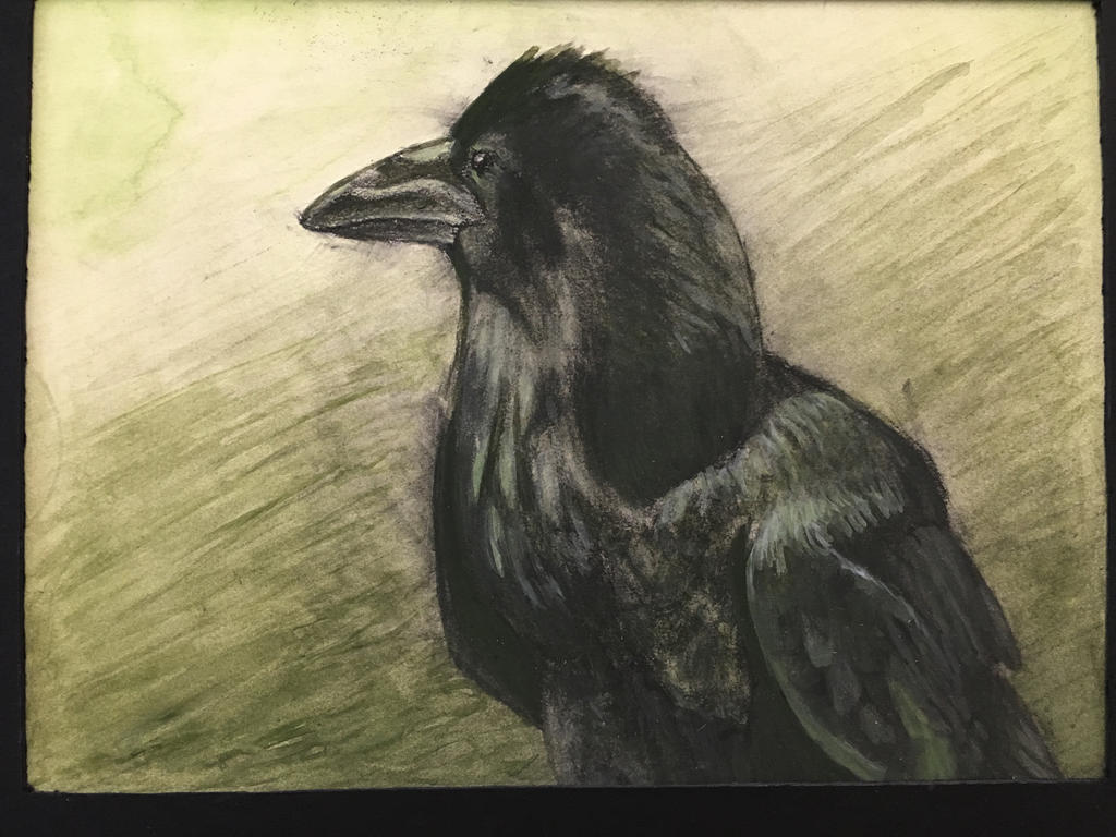 Raven guache