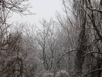 icy woods