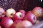 Autumn apples by Just85