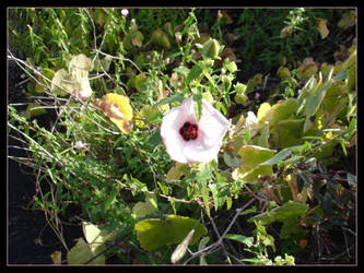 Pink Flower