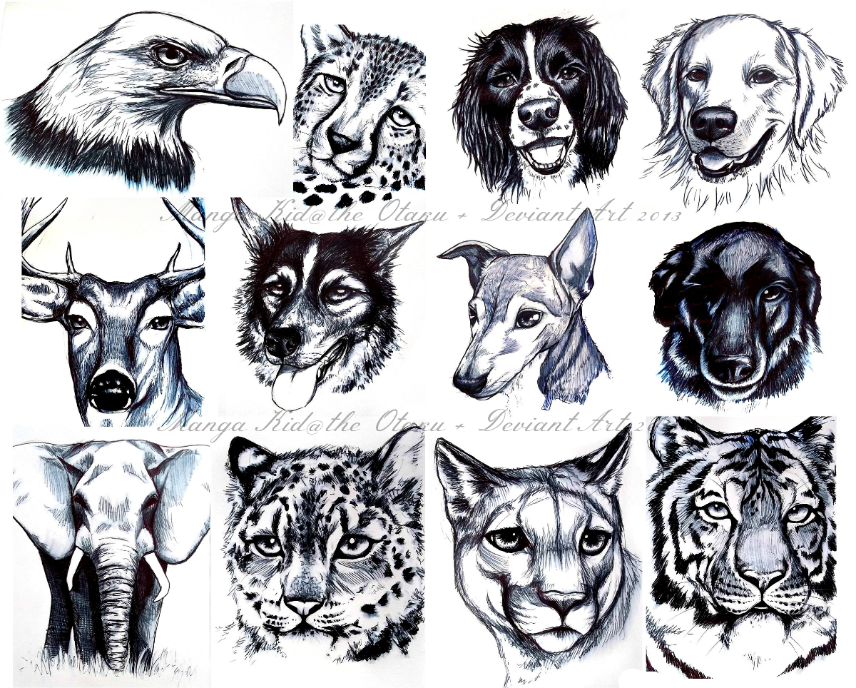 Animal Pen Sketches by MangaKidArt on DeviantArt Animal Pen Sketches by MangaKidArt on DeviantArt