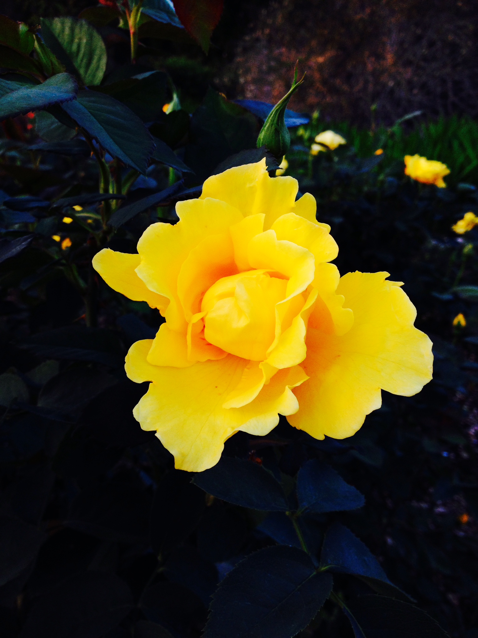 Yellow Rose