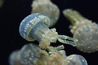 Small jellyfish