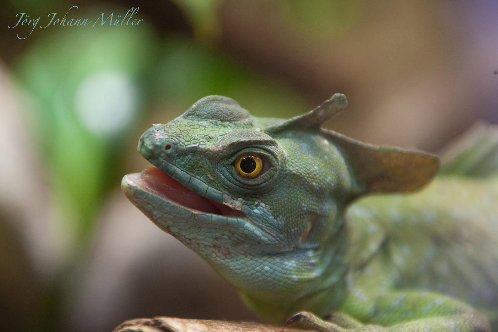 Curious lizard in detail...