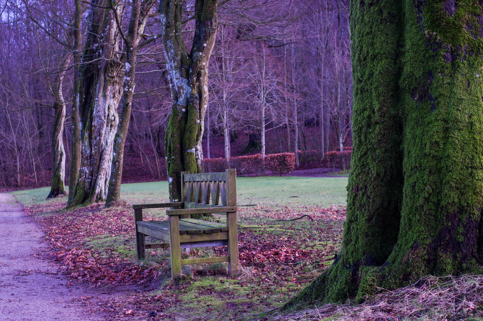 Bench in the Park